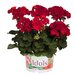 Зональная, кустовая пеларгония (герань) Green Idols True Red